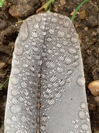 High angle view of plant on land