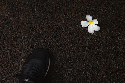 High angle view of white flowering plant on street