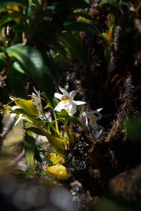 Close-up of flowering plant by water