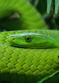 Close-up of green lizard on leaf