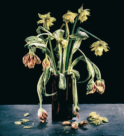 Close-up of wilted flower in vase on table against black background