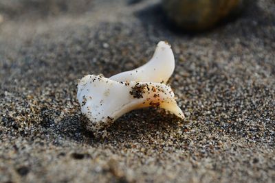 Close-up of crab on sand