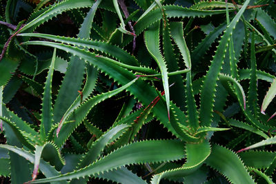 Spiky agave plant natural pattern background