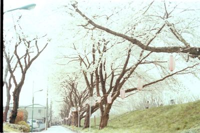 Bare trees along road