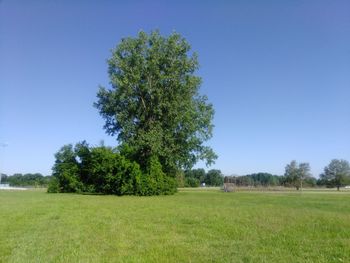 Tree on field against clear blue sky