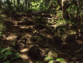 Trees growing in forest