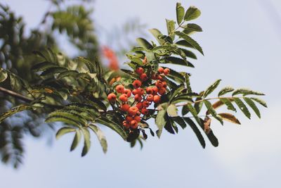 Low angle view of berries growing on tree