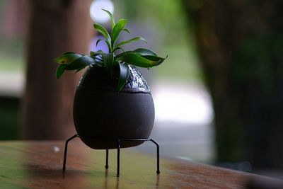 Close-up of potted plant on table