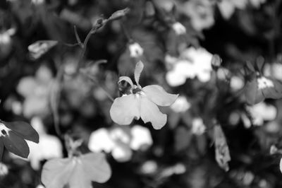 Close-up of plant