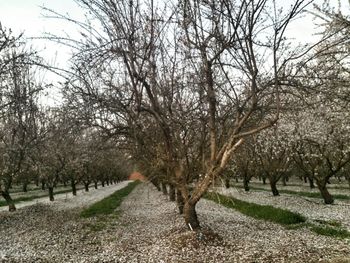 Bare trees in park