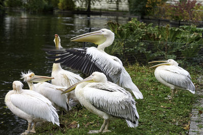 Flock of birds on the lake