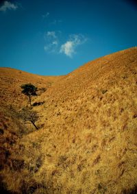 Scenic view of field against blue sky