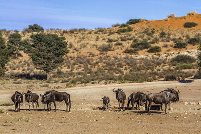 Horses grazing on field