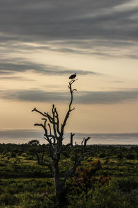 Fish eagle perching on a tree branch at kruger national park at sunset.