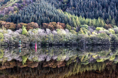 Scenic view of pine trees by lake in forest