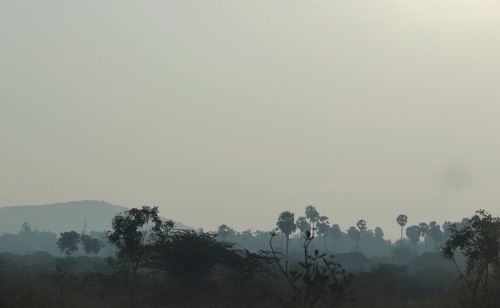 Trees in foggy weather
