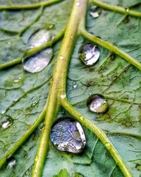 Full frame shot of wet leaf