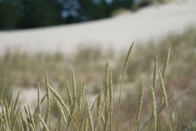 Close-up of crops on field