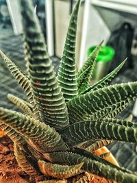 growth