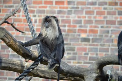 Monkey sitting on brick wall