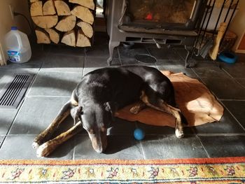 High angle view of dog sleeping on floor at home