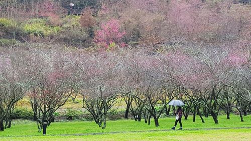 Trees growing in park