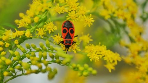 Firebug on yellow plant