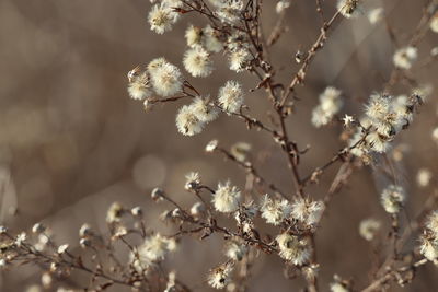 Close-up of white cherry blossom tree