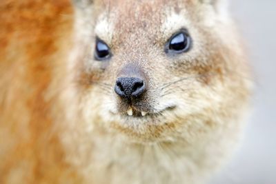 Close-up portrait of eye