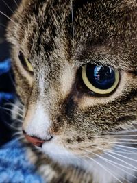 Close-up portrait of cat