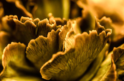 Close-up of flowering plant