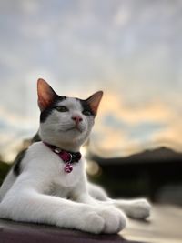 Close-up of a cat looking away