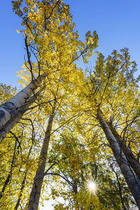 Low angle view of tree against sky