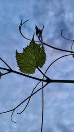 Close-up of plant against blurred background