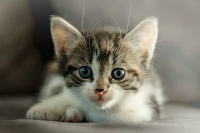 Close-up portrait of kitten