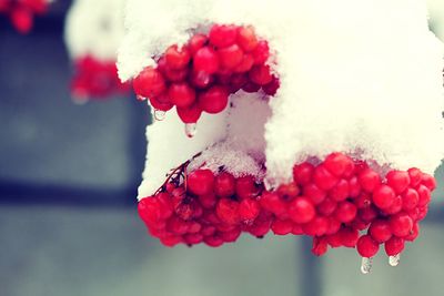 Close-up of frozen red berries