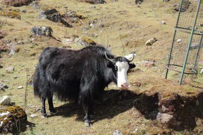 High angle view of horse standing on field