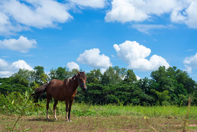 A beautiful brown horse standing in a meadow in the clear blue sky and fluffy clouds background. 