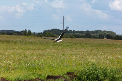 Bird flying over field