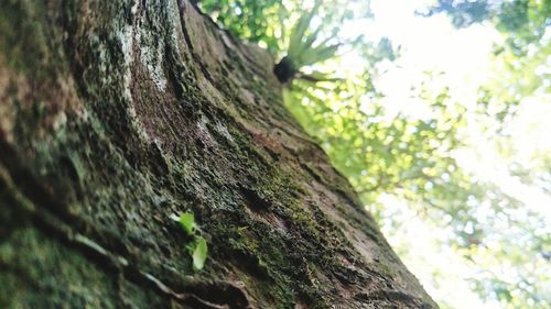 Low angle view of tree trunk