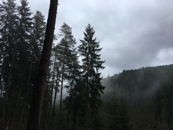 Pine trees in forest against sky