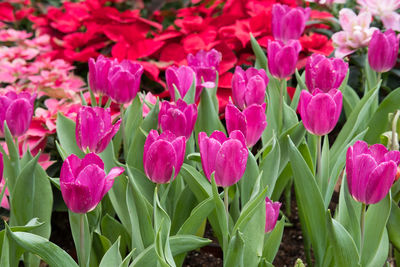 Close-up of pink flowering plants in field