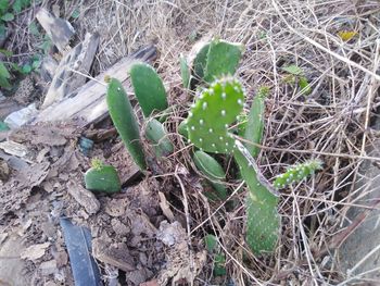 High angle view of succulent plant on field