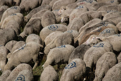 Flock of sheep with mark on their wool