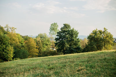Trees on field against sky