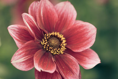 Close-up of pink daisy flower