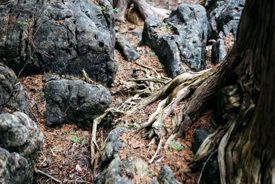 Full frame shot of tree trunk