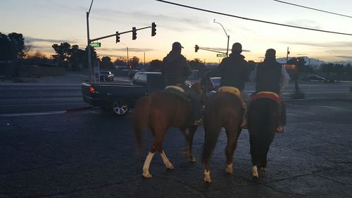 View of horses on road