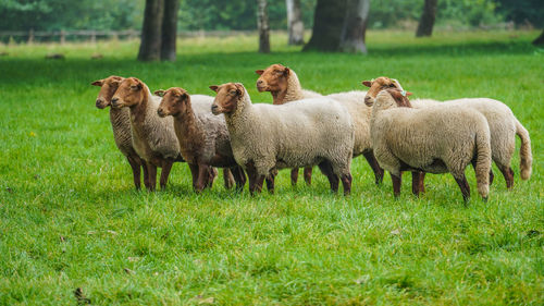 Sheep standing in a field