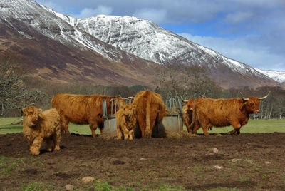 Rural scene from scotland